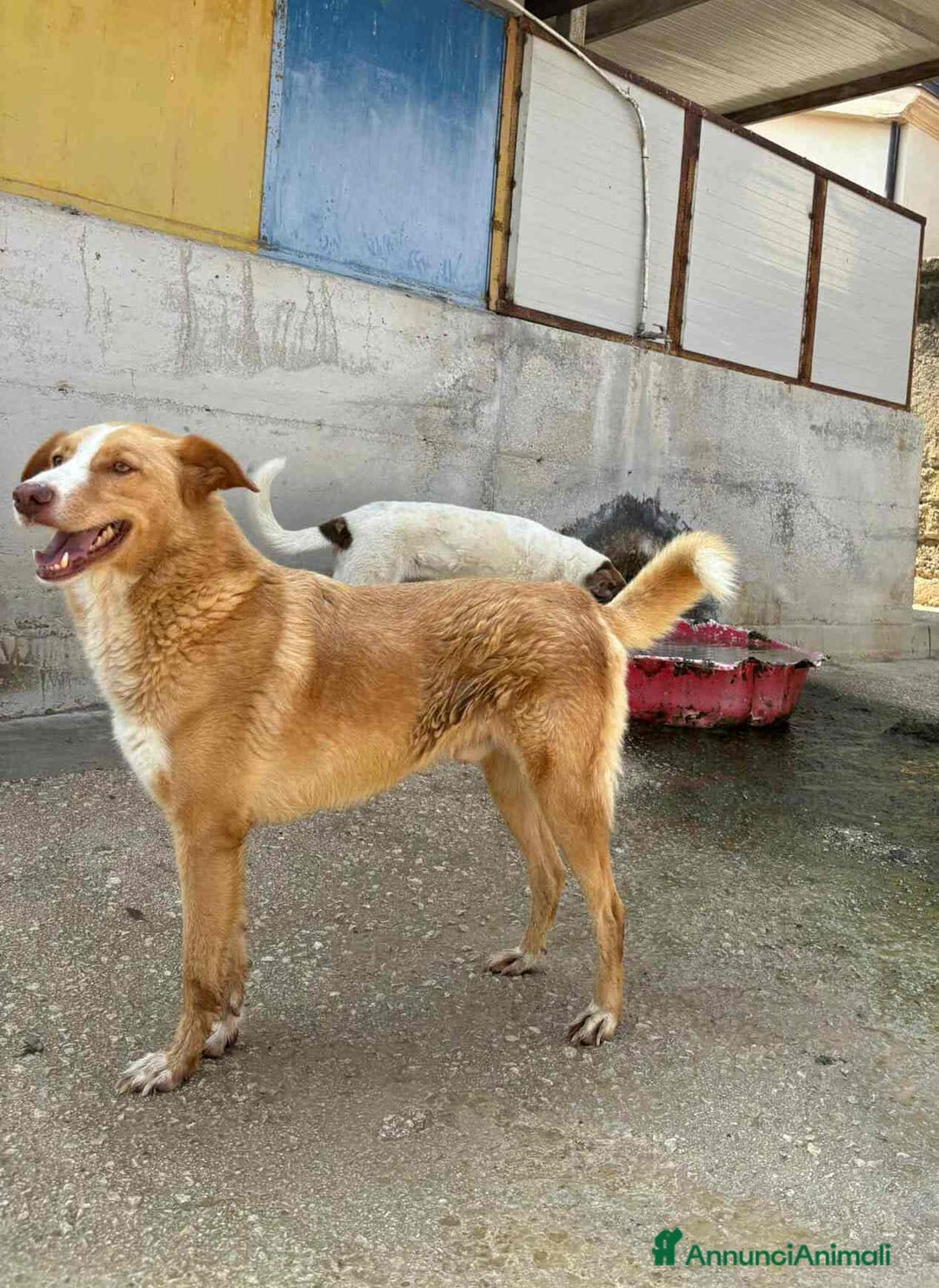 Meticcio cani in regalo: BIONDO, il cane più simpatico del canile! - Annuncio 7