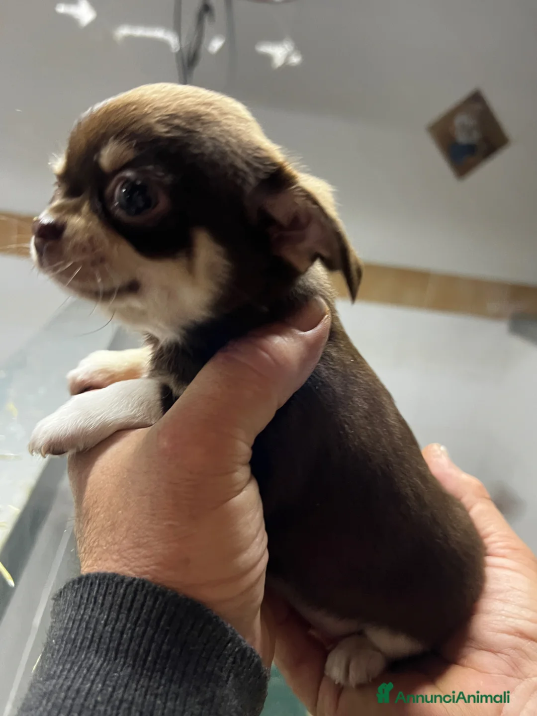 Chihuahua cani in vendita: Chihuahua - Annuncio 2