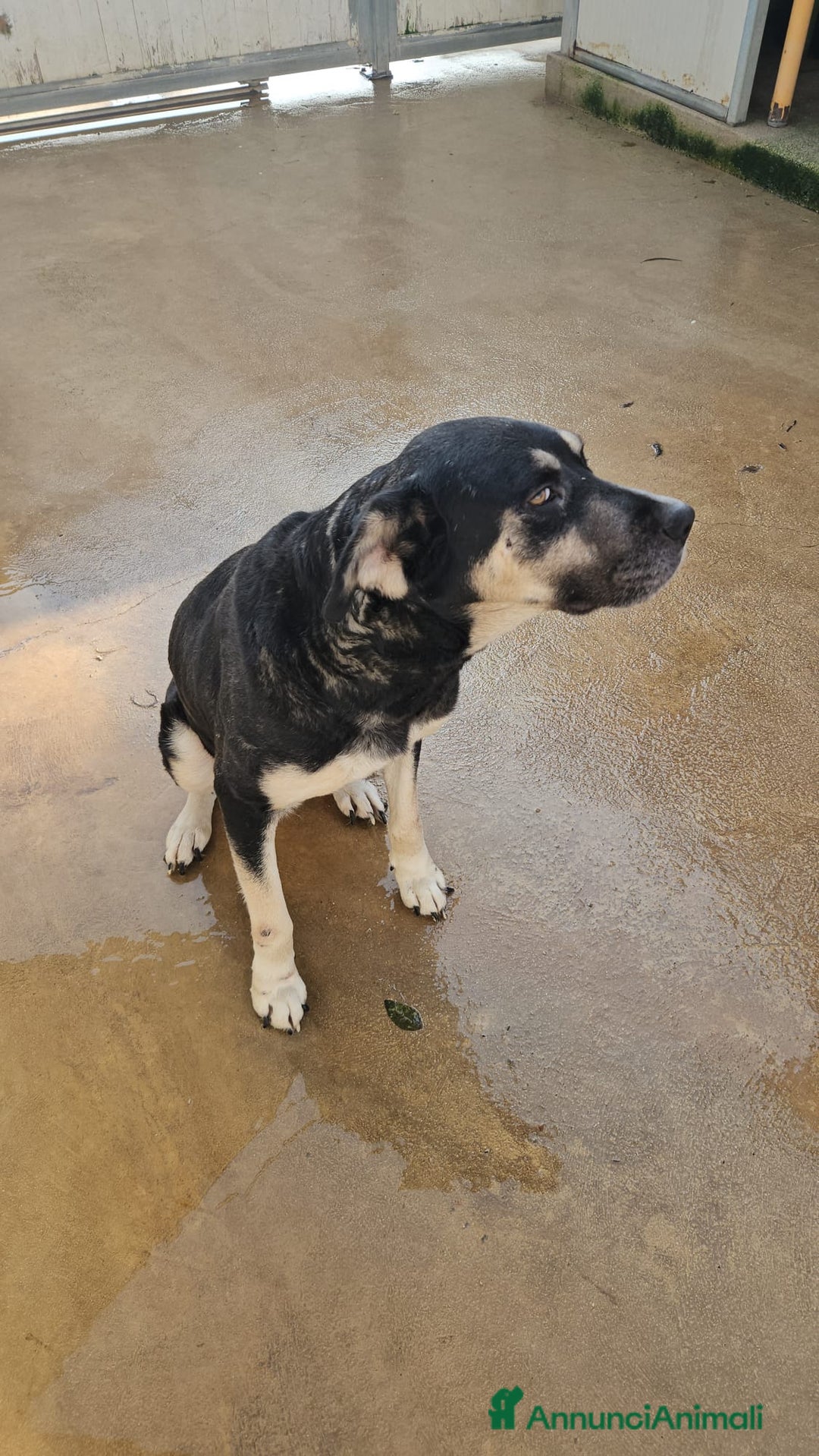 Meticcio cani in regalo: Fabrizia: taglia grande, dolce ed equilibrata  - Annuncio 13