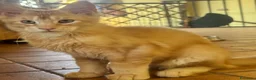 Maine Coon gatti in vendita: MAINE COON MASCHIO XL rosso/bianco pedigree  - Annuncio 3