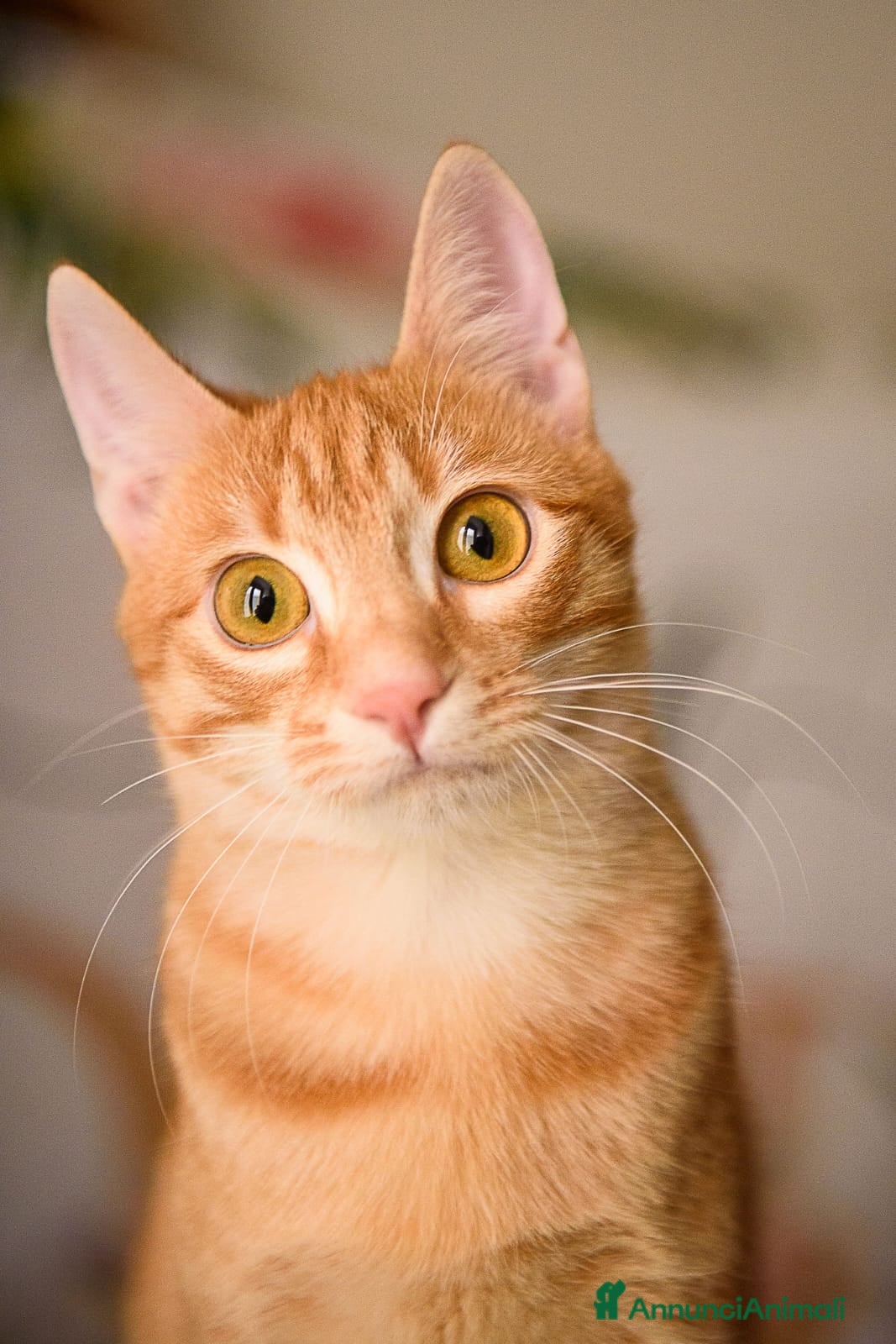 Europeo gatti Adotta Zoe, porta vita nella tua vita - Annuncio 2