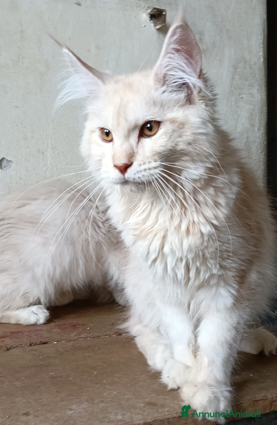 Maine Coon gatti in vendita: Cucciolo Maine coon  - Annuncio 3