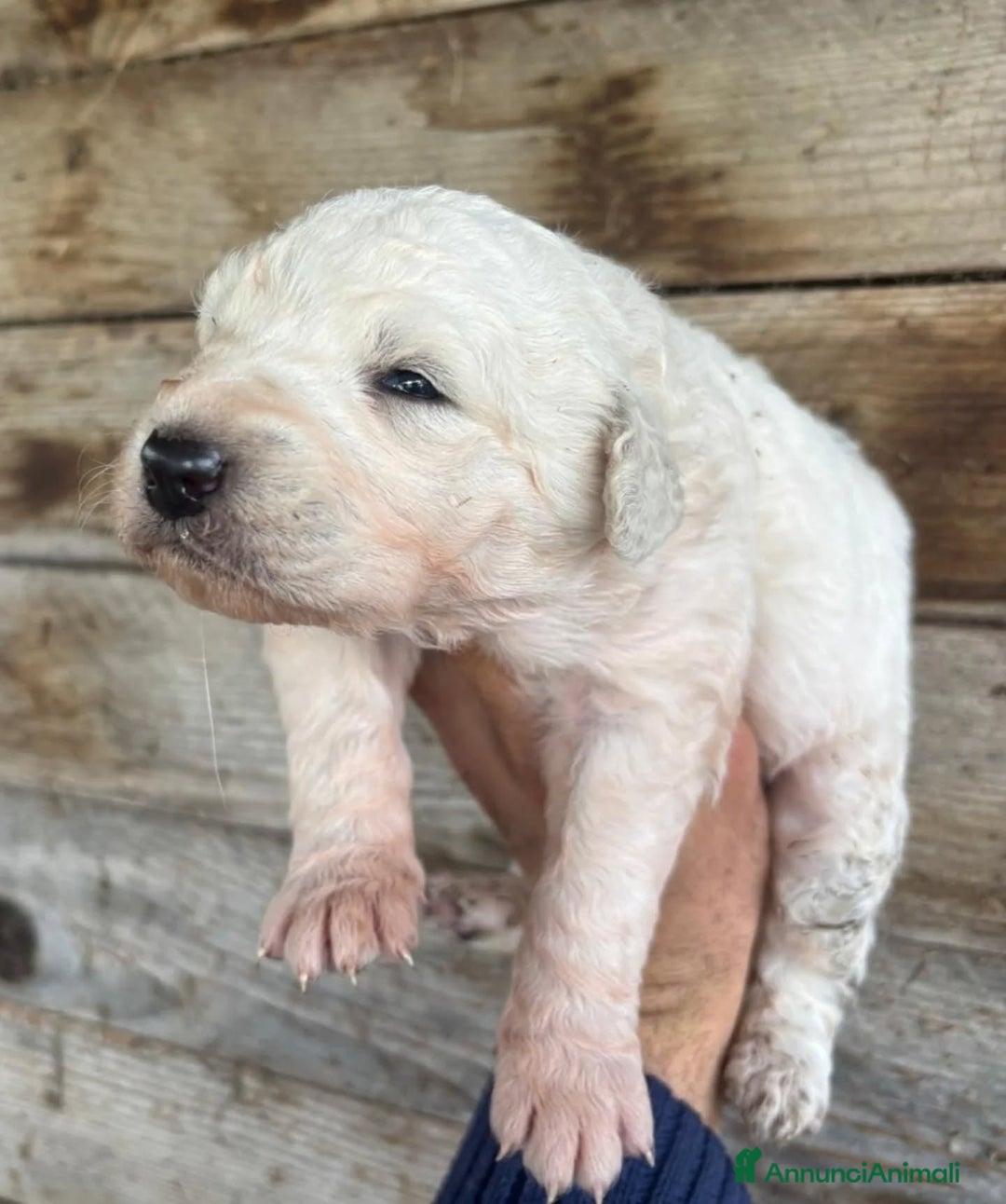 Meticcio cani in regalo: KETTY dolce cucciola futura taglia media adozione - Annuncio 2