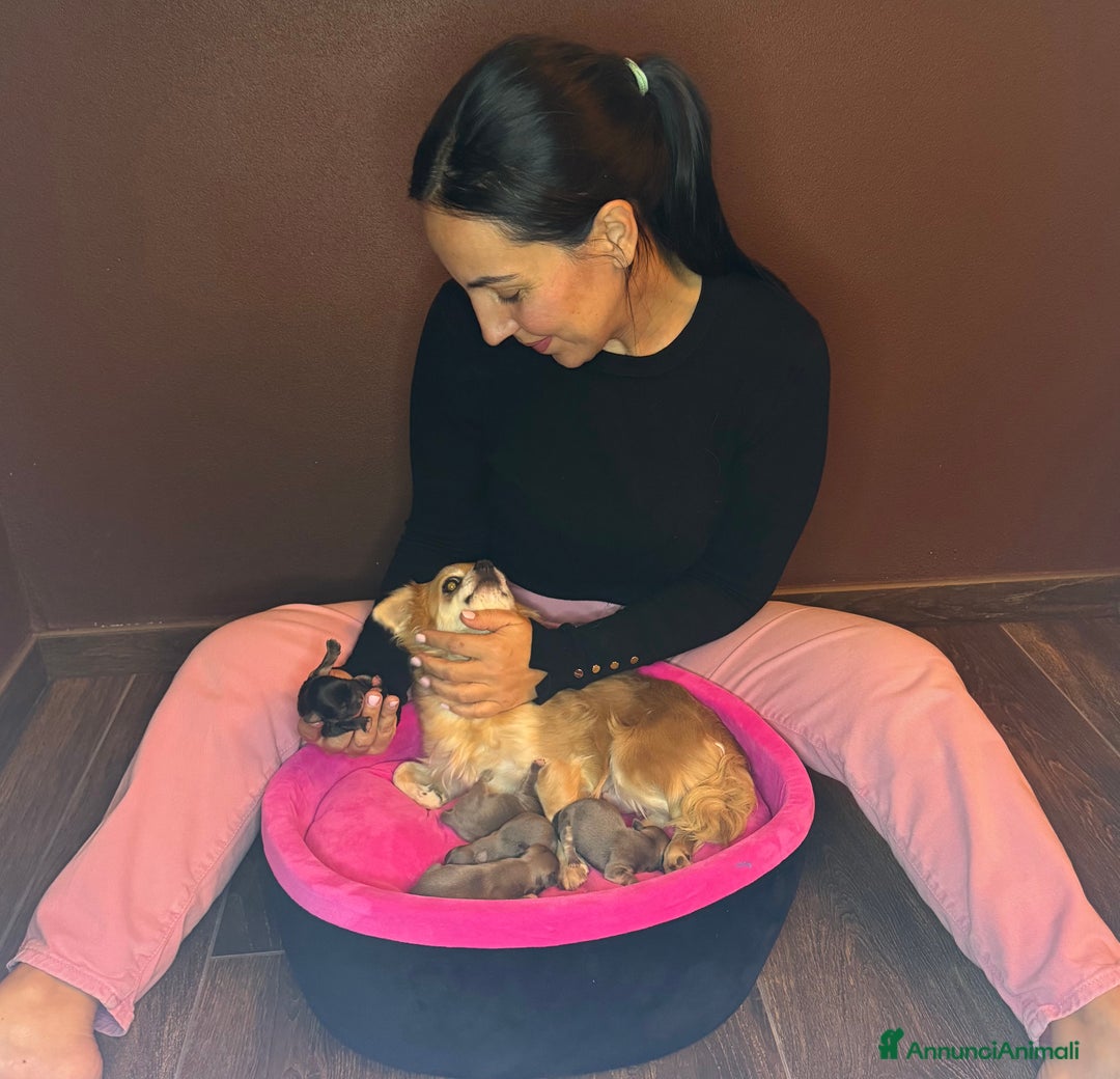 Chihuahua cani in vendita: Chihuahua femminuccia piccola taglia  - Annuncio 2