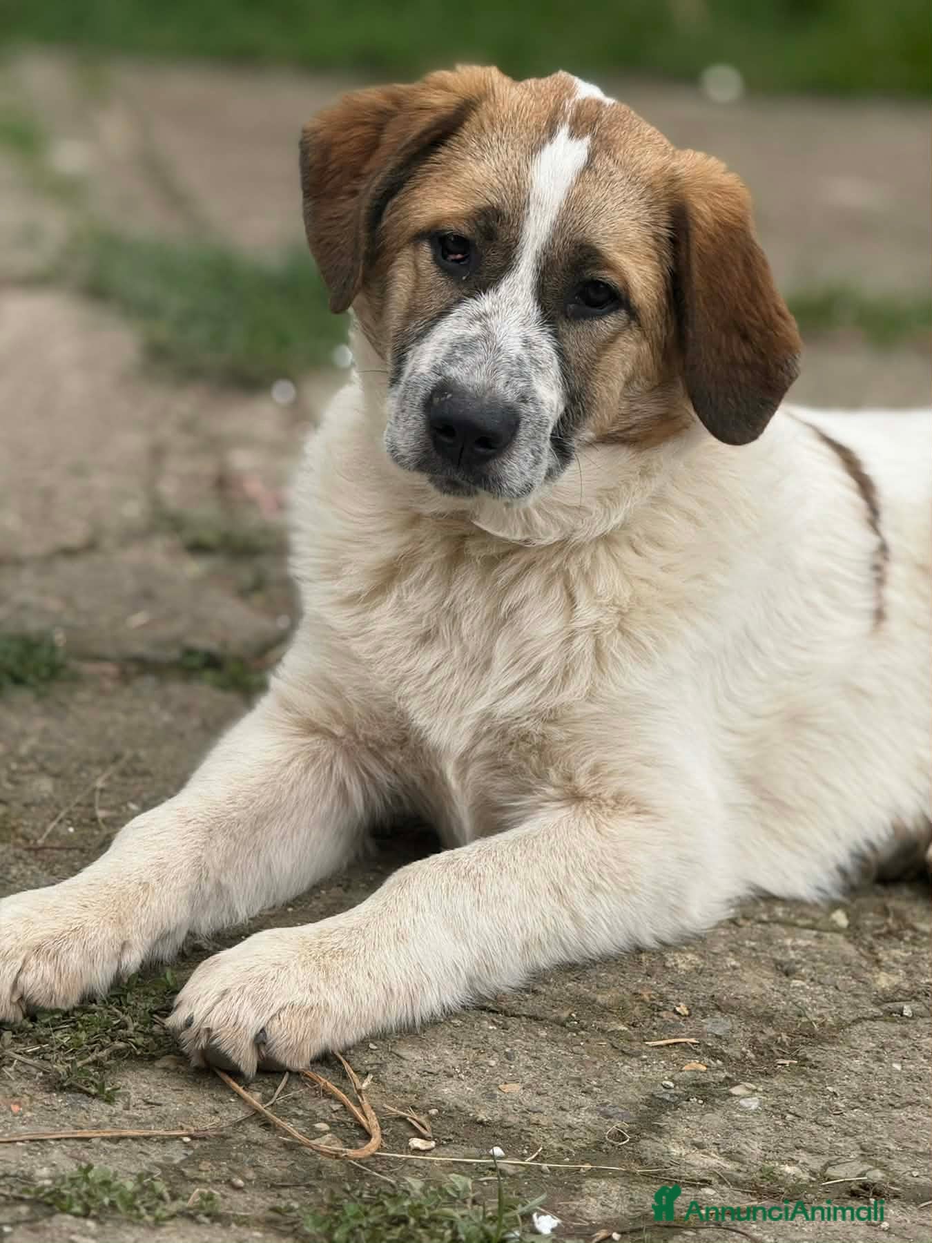 Meticcio cani 3 stupendi PASTORINI cercano famiglie! Dolcissimi - Annuncio 30