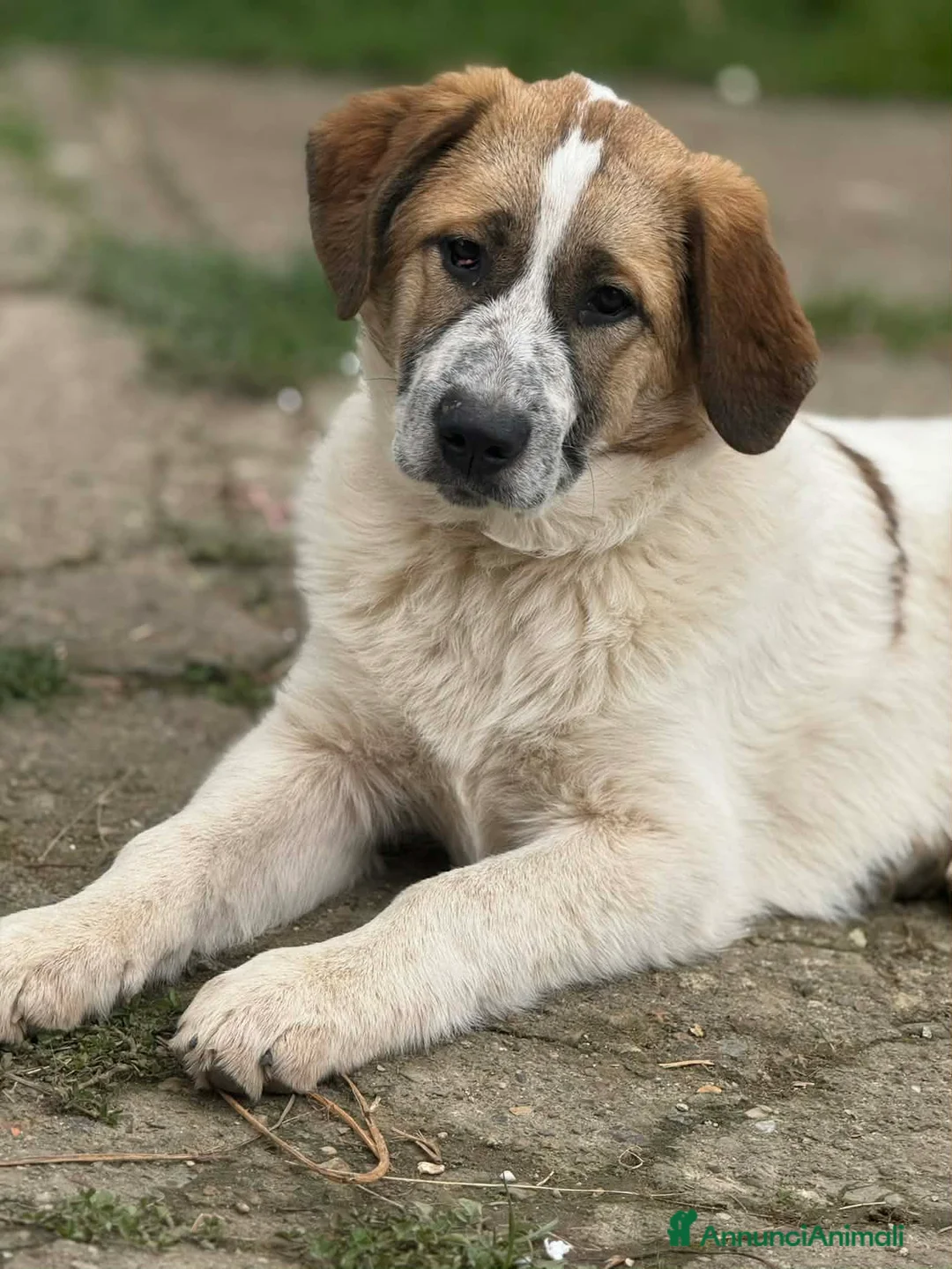 Meticcio cani in regalo: 3 stupendi PASTORINI cercano famiglie! Dolcissimi - Annuncio 1