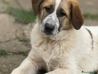 Meticcio cani 3 stupendi PASTORINI cercano famiglie! Dolcissimi - Annuncio 37