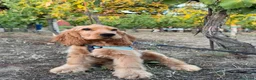 Cocker cani per accoppiamento: Fantastico cocker spaniel inglese   - Annuncio 10