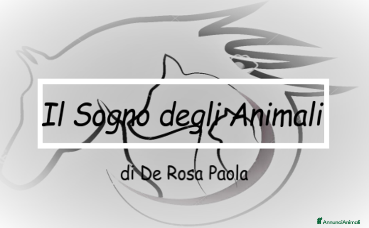 Biewer Terrier cani a Provincia di Pavia - Annuncio 1