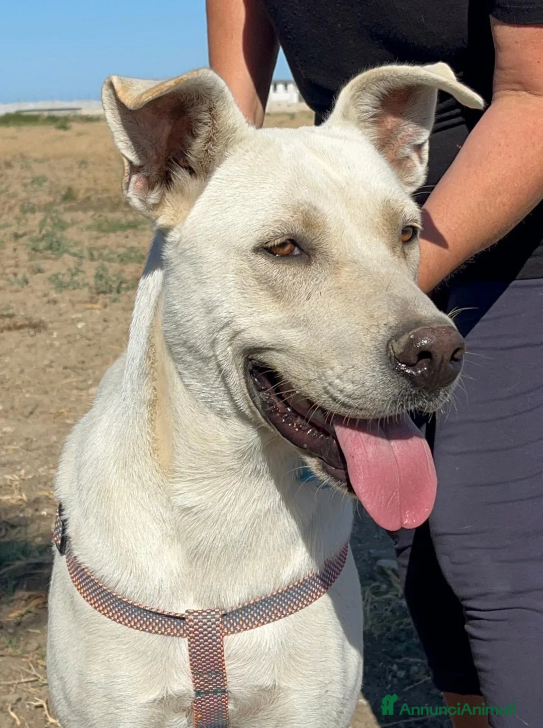 Meticcio cani in regalo: Manuel - Annuncio 6