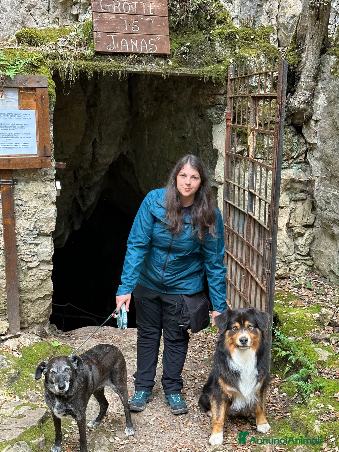 Australian Shepherd cani per accoppiamento: Australian Shepherd tricolore NBT cerca fidanzata  a Provincia di Asti - Annuncio 10