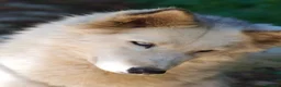 Husky cani in regalo: Donut, una splendida Husky - Annuncio 2
