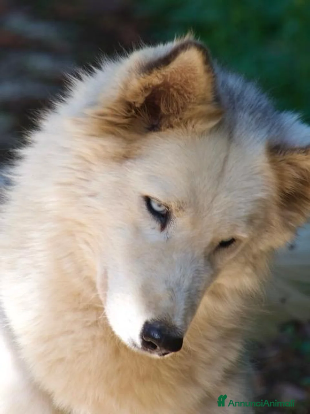 Husky cani in regalo: Donut, una splendida Husky - Annuncio 2