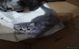 Persiano gatti in vendita: Cuccioli persiano silver schaded a Città Metropolitana di Bologna - Immagine 2