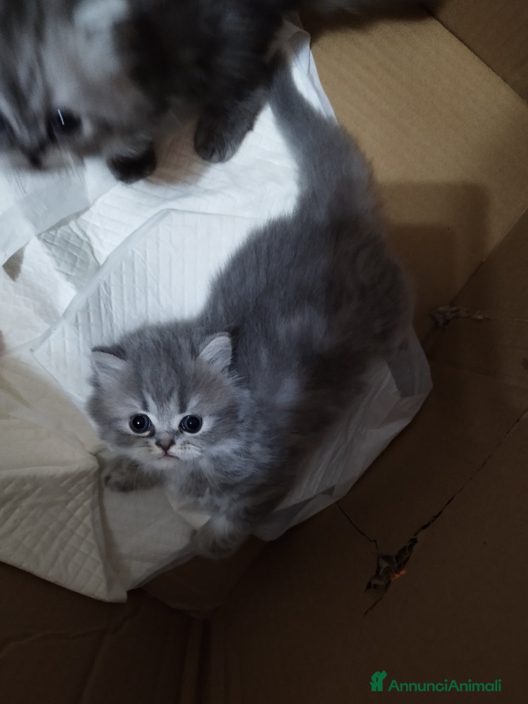 Persiano gatti in vendita: Cuccioli persiano silver schaded a Città Metropolitana di Bologna - Immagine 2