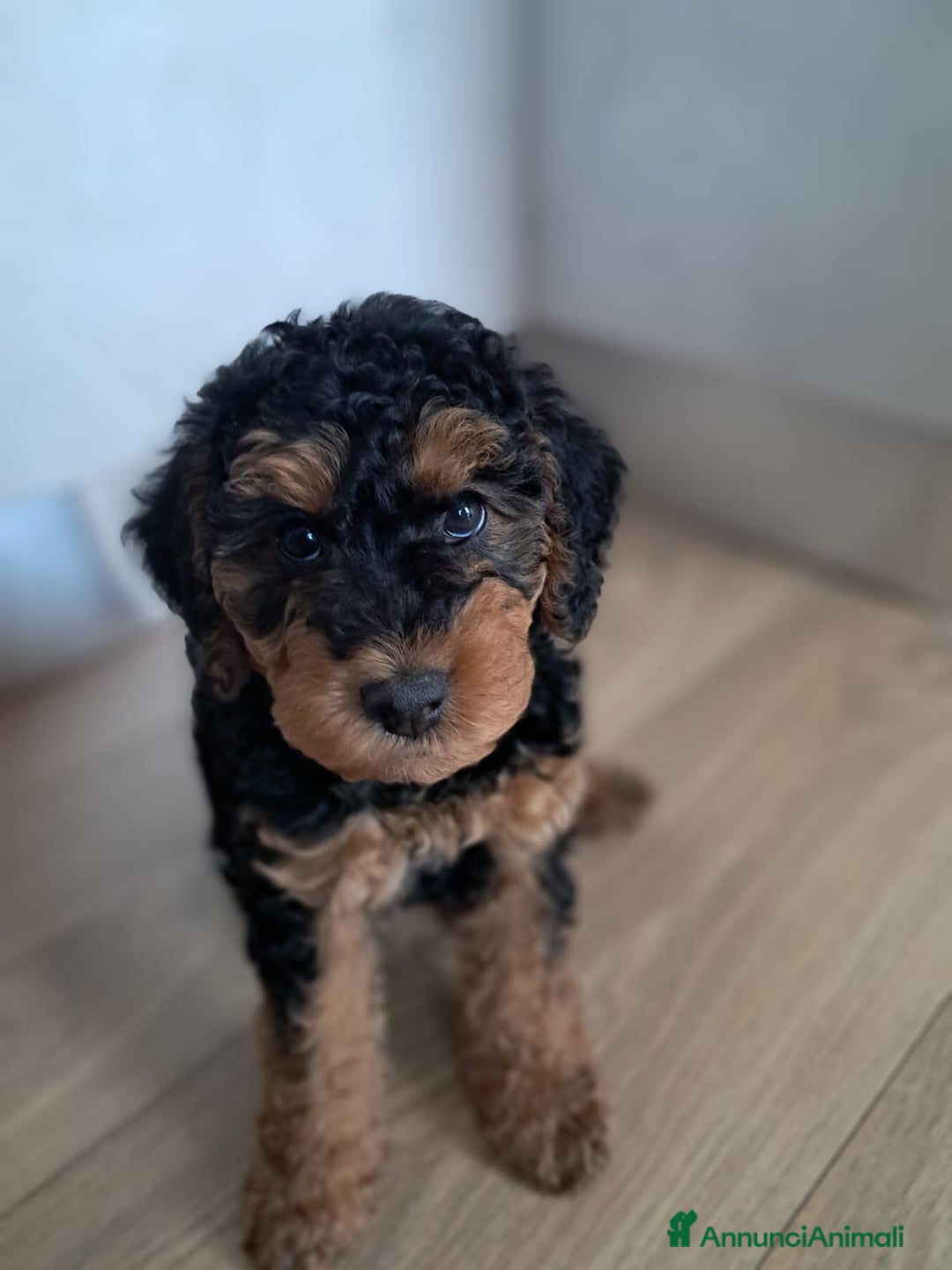 Barboncino cani in vendita: Cuccioli barboncino disponibili  a Provincia di Belluno - Immagine 3