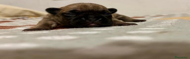 Bulldog Francese Cucciolo 4