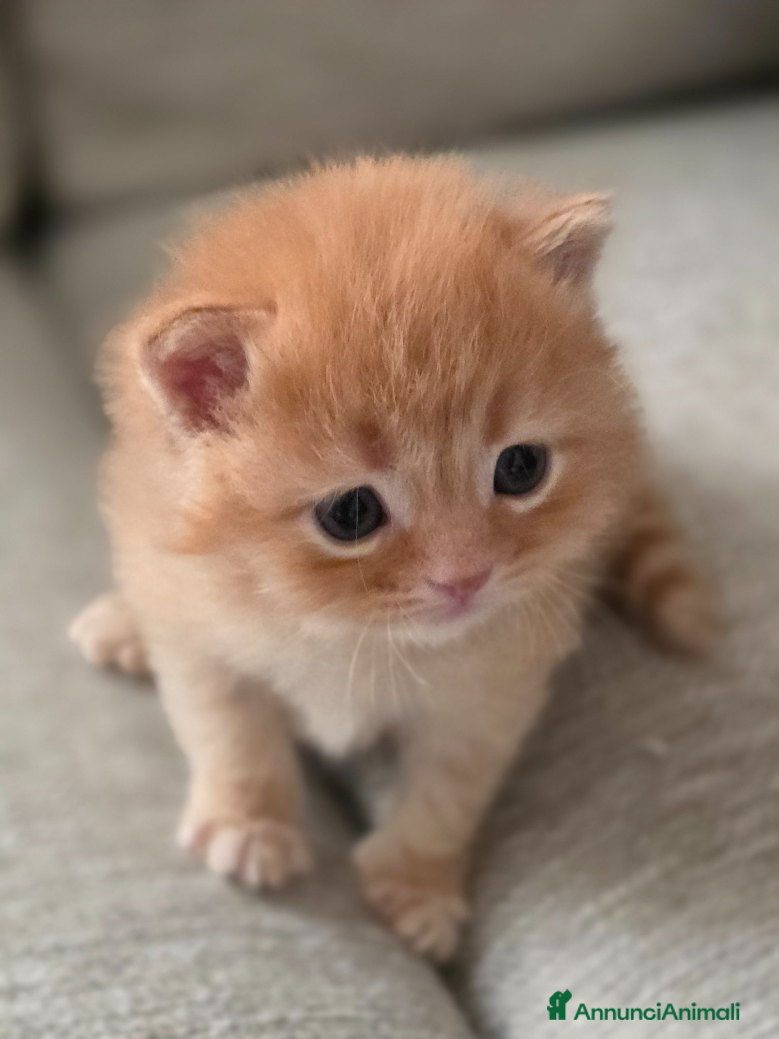 Altre razze gatti in vendita: Gattini - Annuncio 2