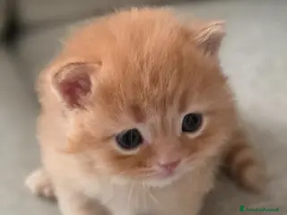 Altre razze gatti in vendita: Gattini - Annuncio 2