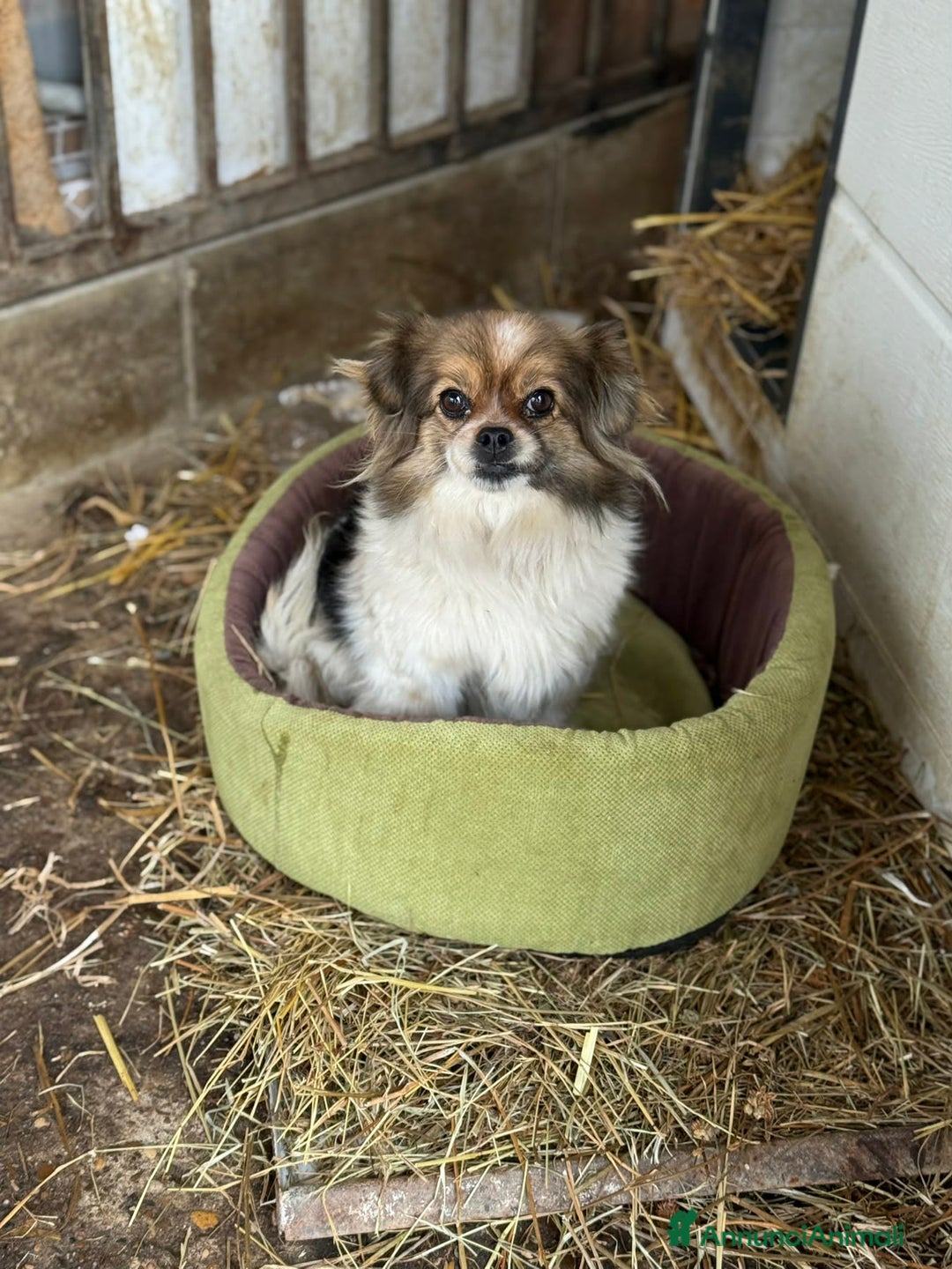 Meticcio cani in regalo: KIKI, scricciolina dolcissima! TG MINI - Annuncio 3