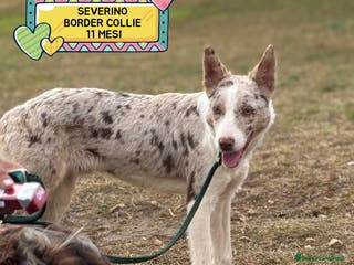 Border Collie cani Severino border collie smooth 11 mesi in adozione - Annuncio 1