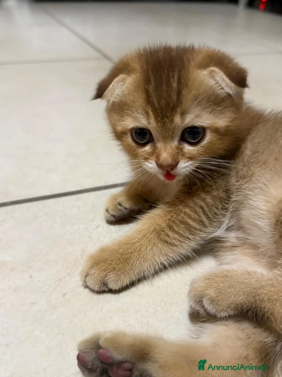 Scottish gatti in vendita: Disponibile - Annuncio 6