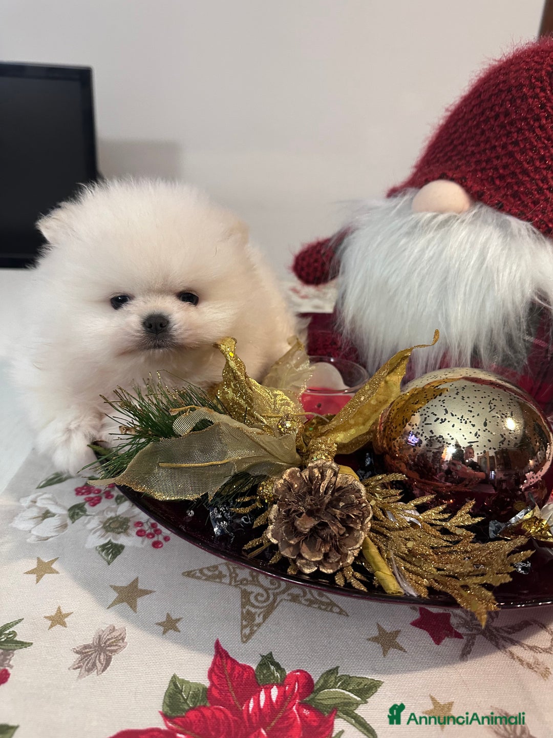 Volpino Pomerania cani in vendita: Volpino di Pomerania con pedigree ENCI  a Provincia di Treviso - Annuncio 8