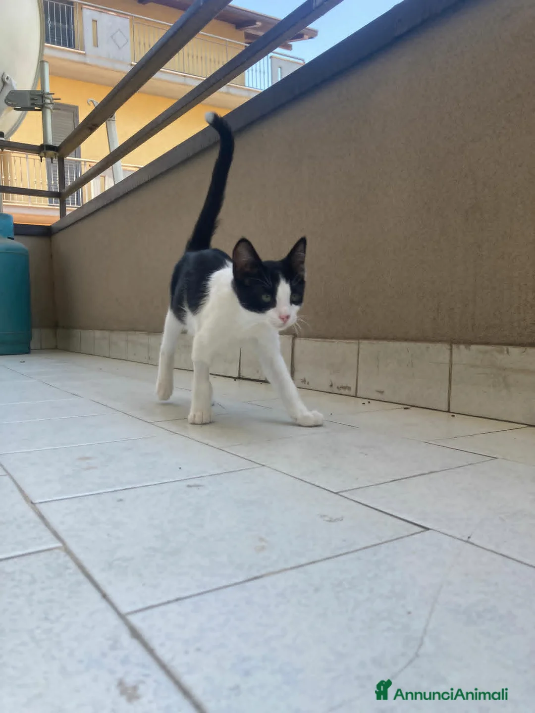 Europeo gatti in regalo: CUCCIOLI ROBINE E GANDALF IN REGALO - Annuncio 1