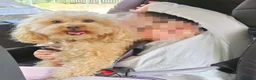 Barboncino Toy cani per accoppiamento: Charlie cerca una fidanzatina a Provincia di Verona - Annuncio 6