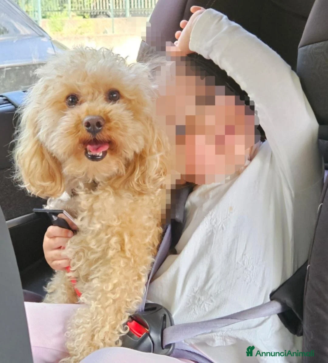 Barboncino Toy cani per accoppiamento: Charlie cerca una fidanzatina a Provincia di Verona - Annuncio 6