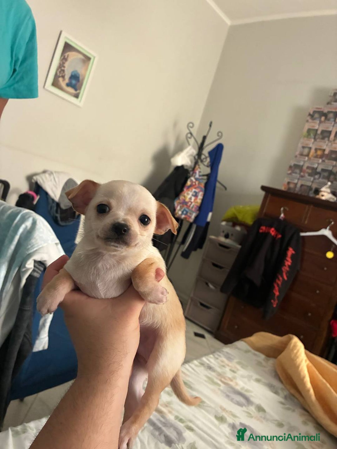 Chihuahua cani in vendita: Chihuahua una femmina e un maschio - Annuncio 7