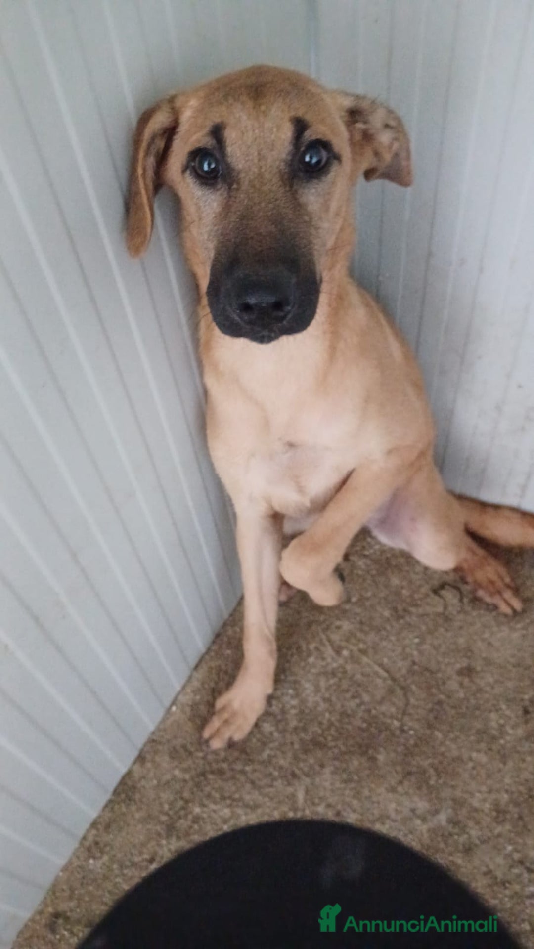 Meticcio cani in regalo: LA DOLCE ALBICOCCA a Città metropolitana di Roma Capitale - Annuncio 3