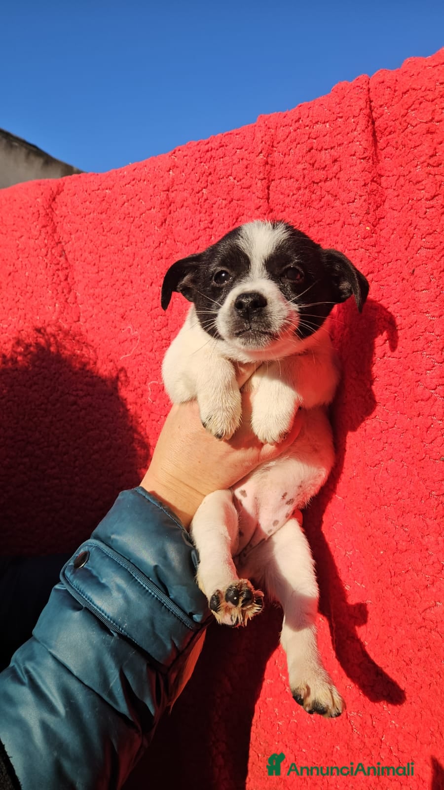 Meticcio cani Selene: cucciola taglia piccola  - Annuncio 26