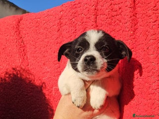 Meticcio cani Selene: cucciola taglia piccola - Annuncio 1