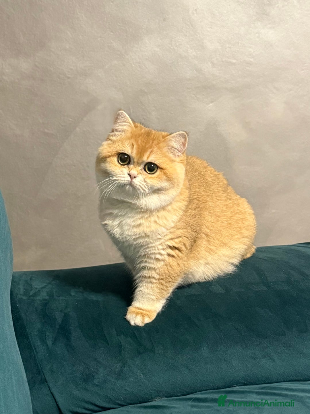 Immagine della galleria {{count}}