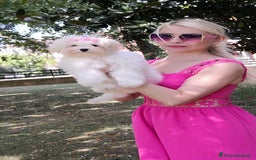 Maltese cani in vendita: Cuccioli di Maltese  a Provincia di Padova - Immagine 13