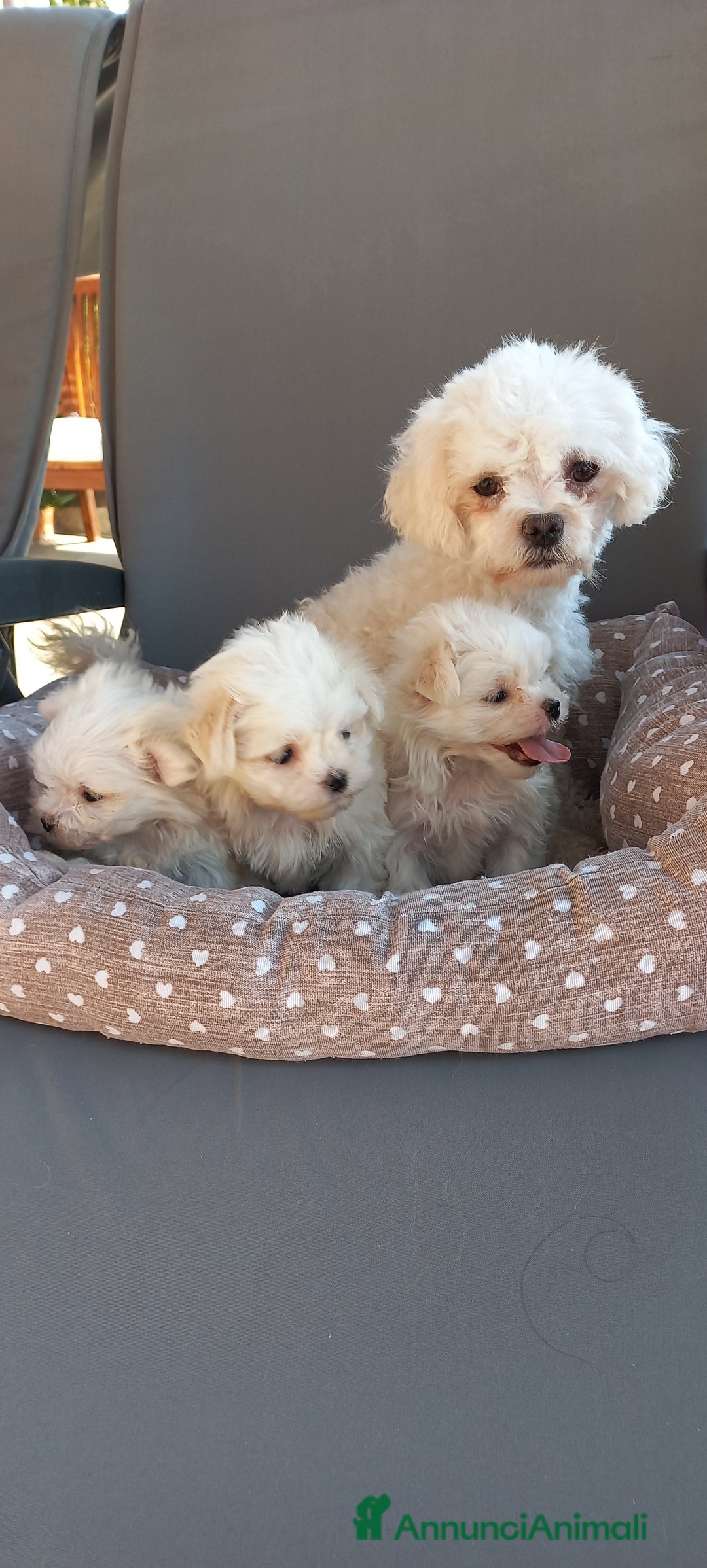 Maltese cani in vendita: CUCCIOLI DI RAZZA MALTESE  CON PEDIGREE ENCI - Annuncio 7