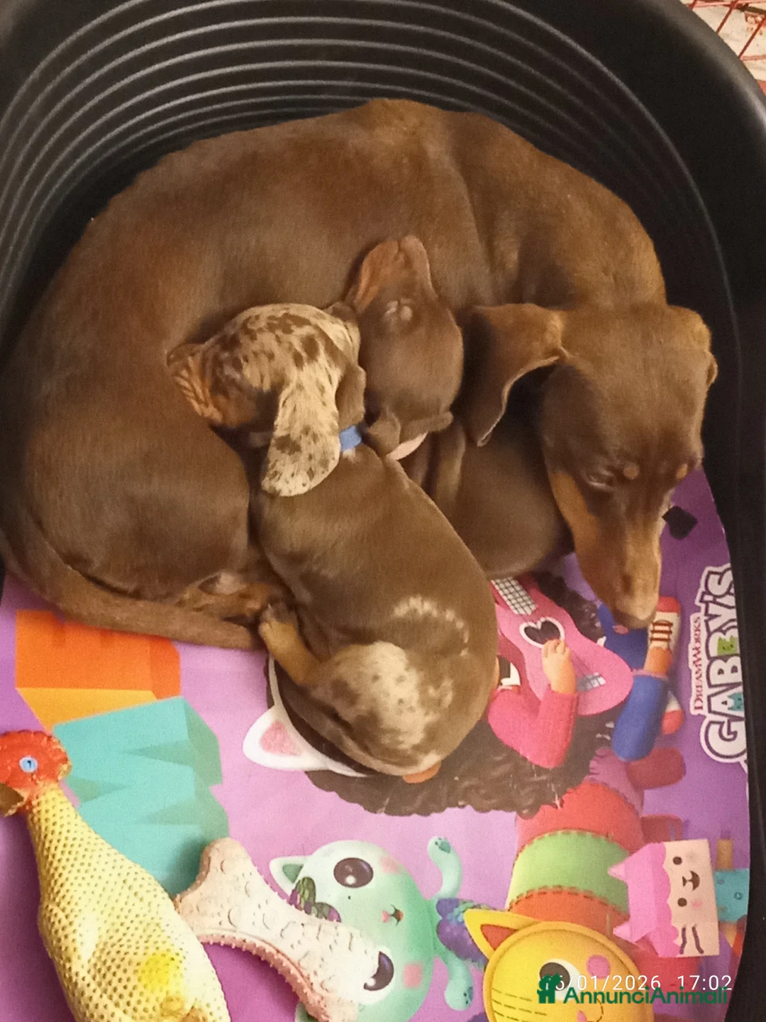 Bassotto cani in vendita: Bassotto Pedigree con affisso - Annuncio 2