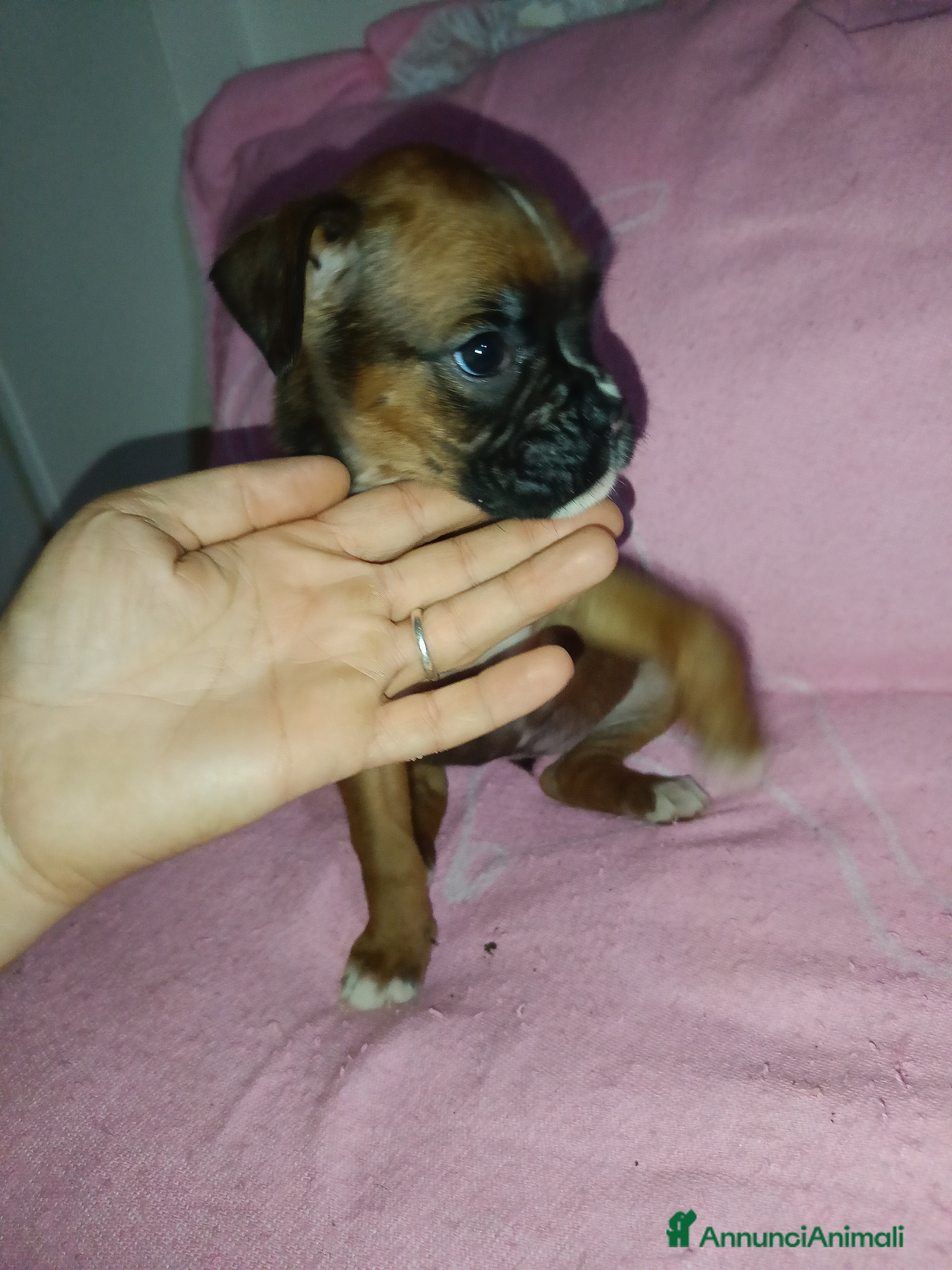 Boxer cani Cuccioli di boxer - Annuncio 2