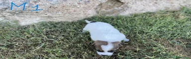 Jack Russell 1