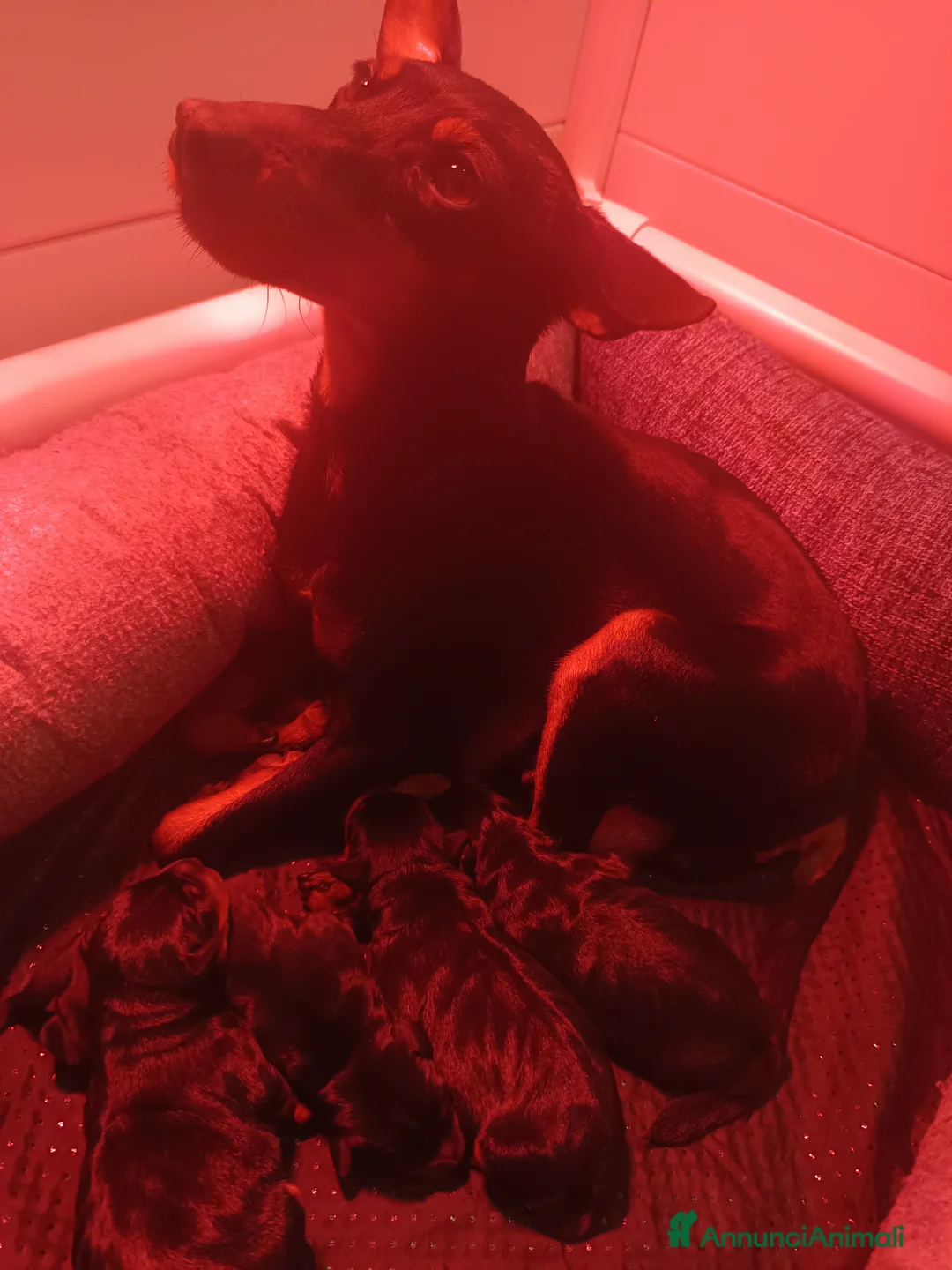 Pinscher Miniatura cani in vendita: Pinscher cuccioli nero focato pedigree ENCI  - Annuncio 2