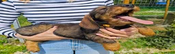 Bassotto cani in vendita: Cucciola di bassotto tedesco a pelo duro - Annuncio 5