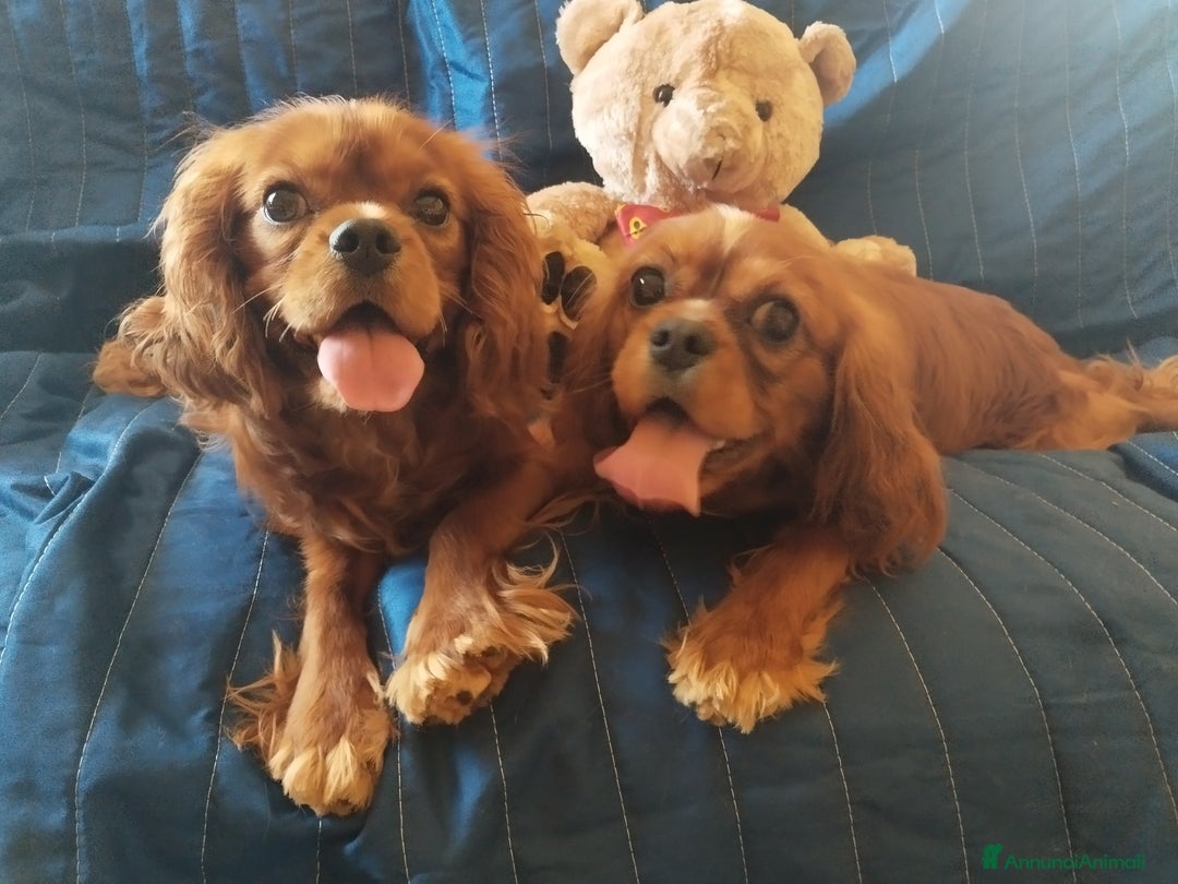 Cavalier King cani in vendita: Cavalier king a Provincia di Mantova - Immagine 4