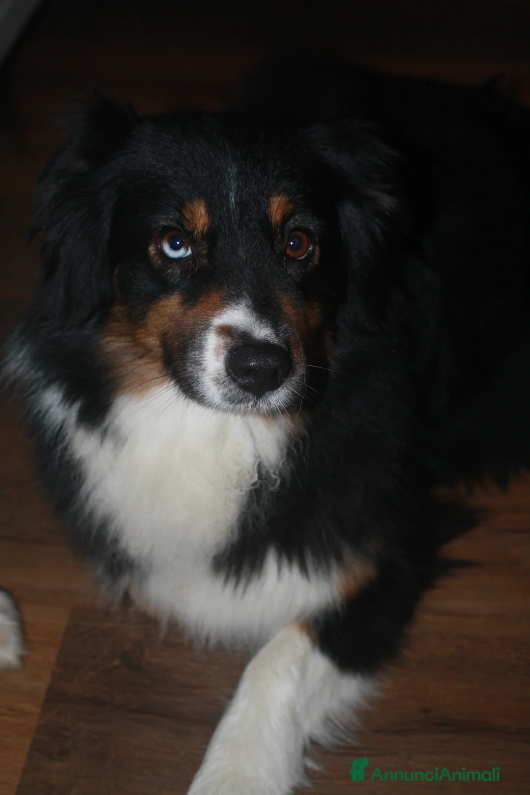 Australian Shepherd cani in vendita: cuccioli pastore australiano a Provincia di Benevento - Annuncio 2