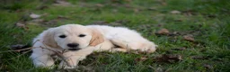 Golden Retriever cani in vendita: cuccioli golden retriever - Annuncio 5
