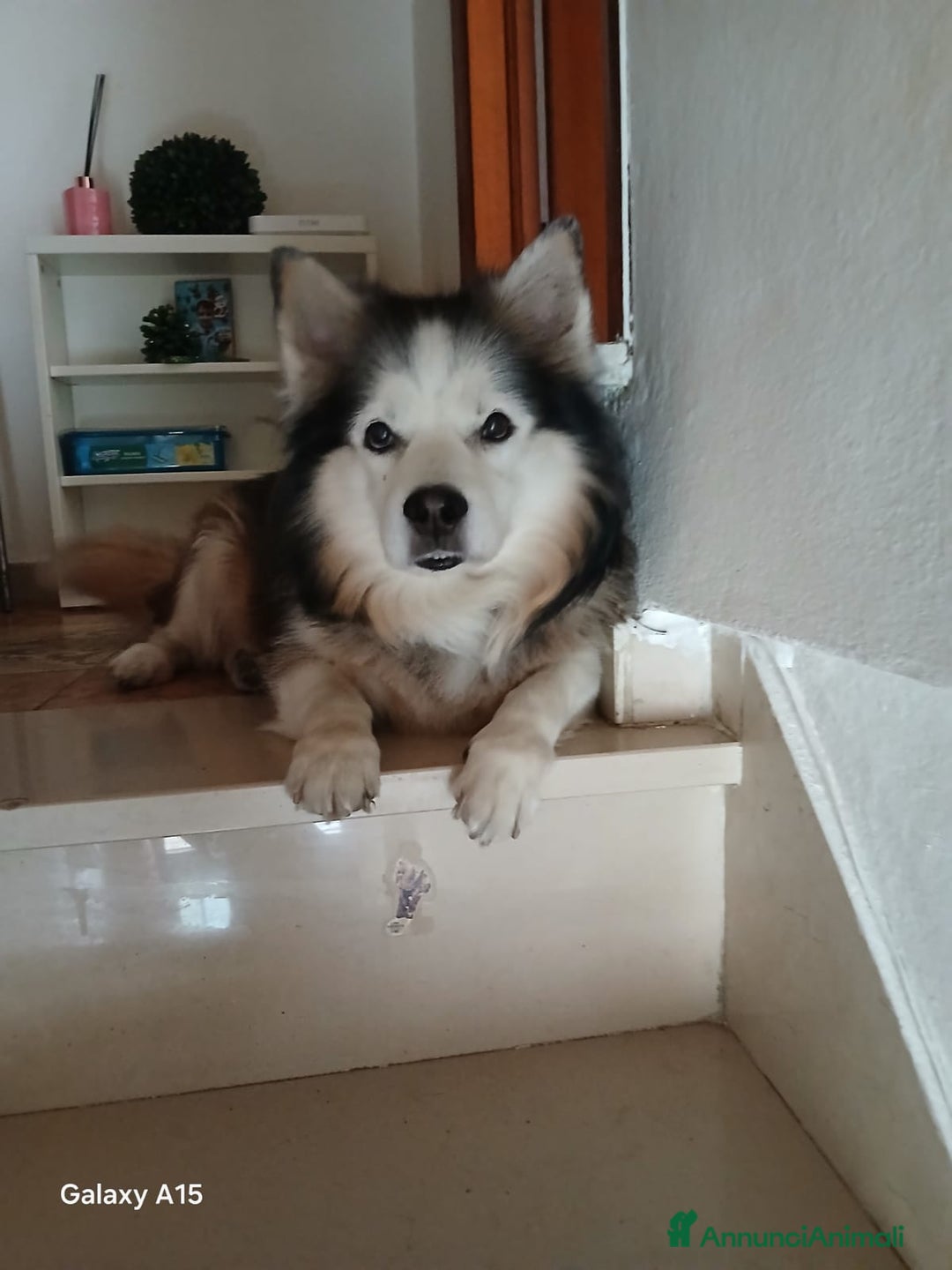 Meticcio cani in regalo: Boris cerca casa - Annuncio 1