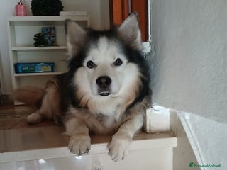 Meticcio cani Boris cerca casa - Annuncio 1