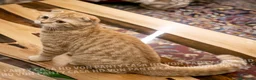 Scottish gatti in vendita: Maschietti Scottish Fold - Annuncio 7