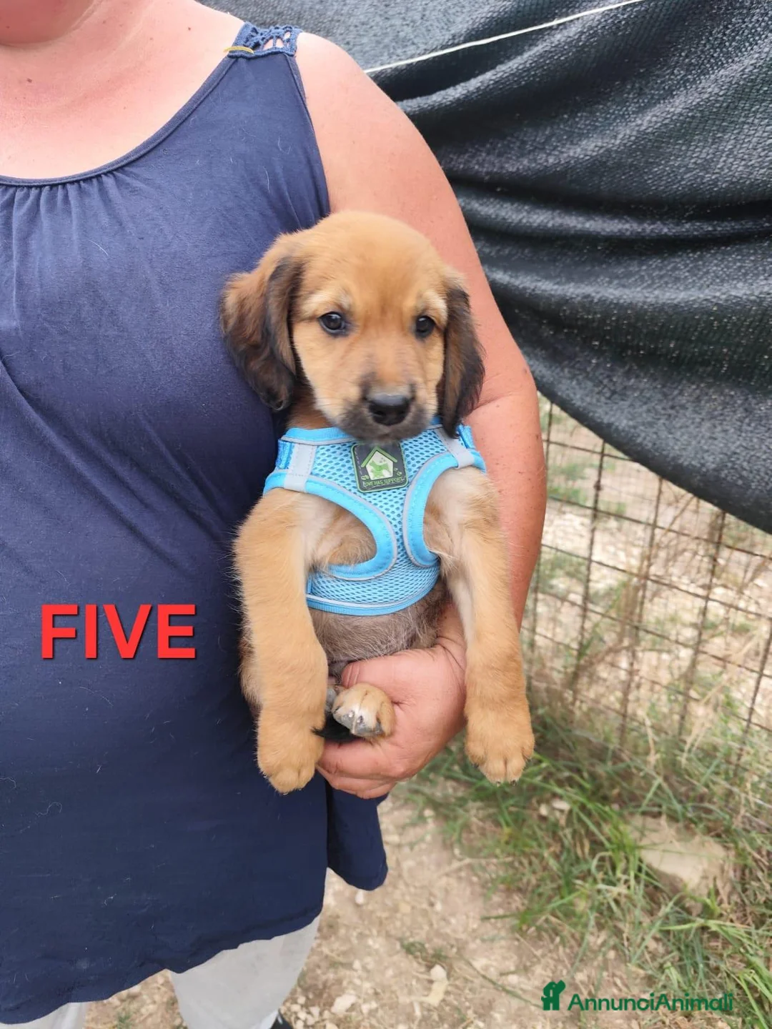 Meticcio cani in regalo: FIVE spettacolare cucciolo di 2 mesi ❤ - Annuncio 2
