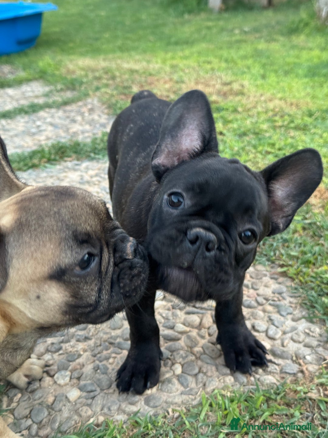 Bulldog Francese cani in vendita: Cucciolo bulldog francese nero bringe  a Città metropolitana di Milano - Immagine 5